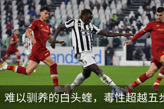 难以驯养的白头蝰，毒性超越五步蛇，仍无特效解毒药